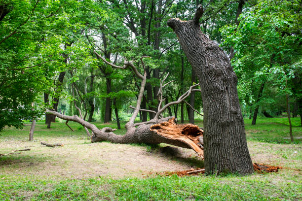 Seasonal Cleanup (Spring/Fall) in Biltmore, TN