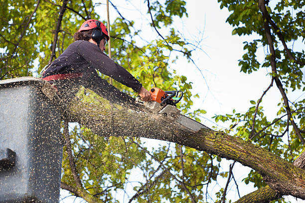 Tree and Shrub Care in Biltmore, TN